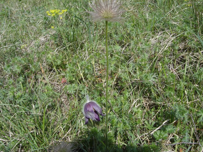 Pulsatilla montana